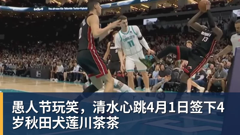 乐竞体育愚人节玩笑，清水心跳4月1日签下4岁秋田犬莲川茶茶
